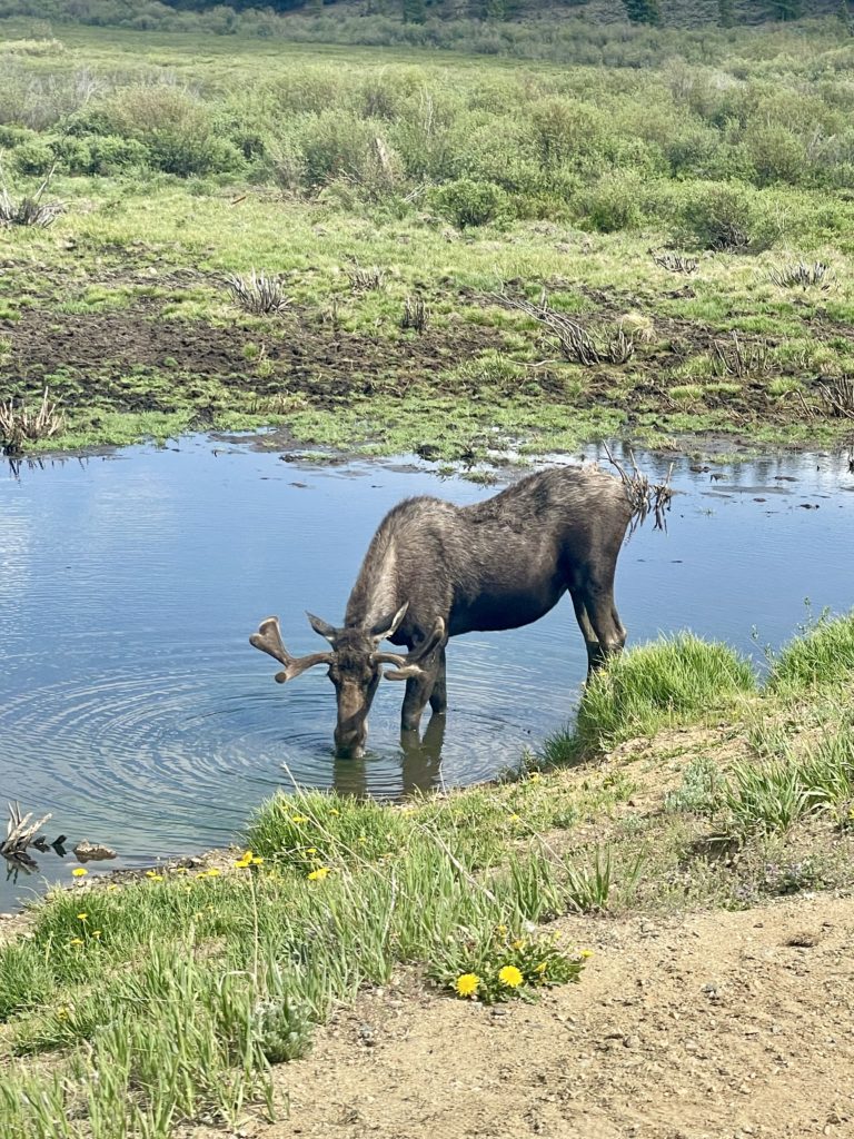 young bull moose seen on Kebler Pass drive