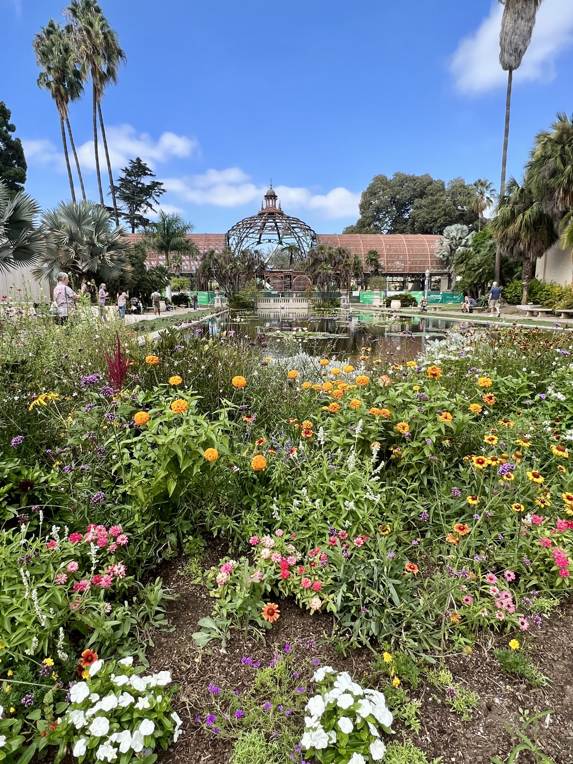 lily pond at the Botanic Garden