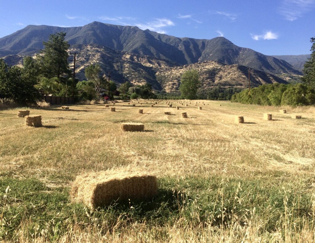 fields in Ojai