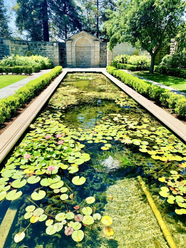 pond with water lilies in the Herb Garden