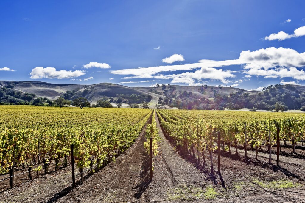 vineyards in the rolling hills of Santa Barbara County wine country 