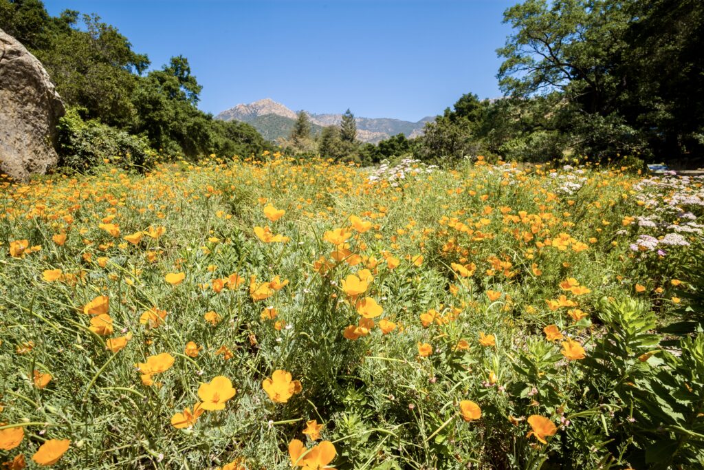 California Poppies at the Santa Barbara Botanic Garden