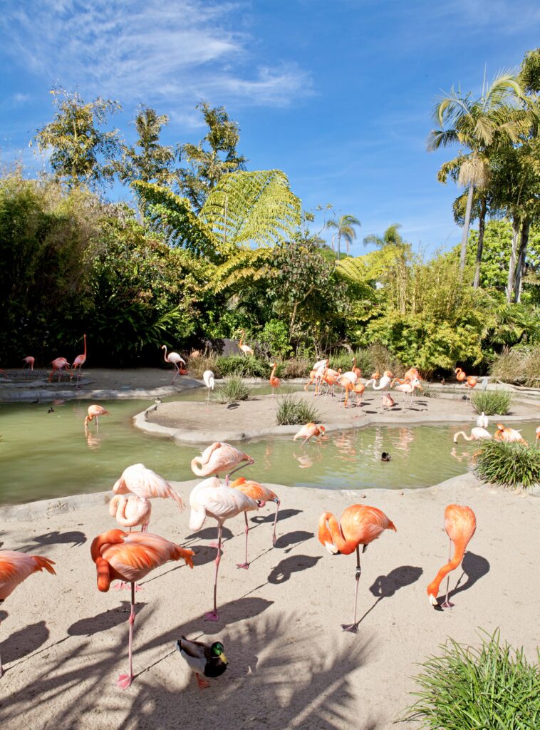 Large Flamingo area in San Diego Zoo
