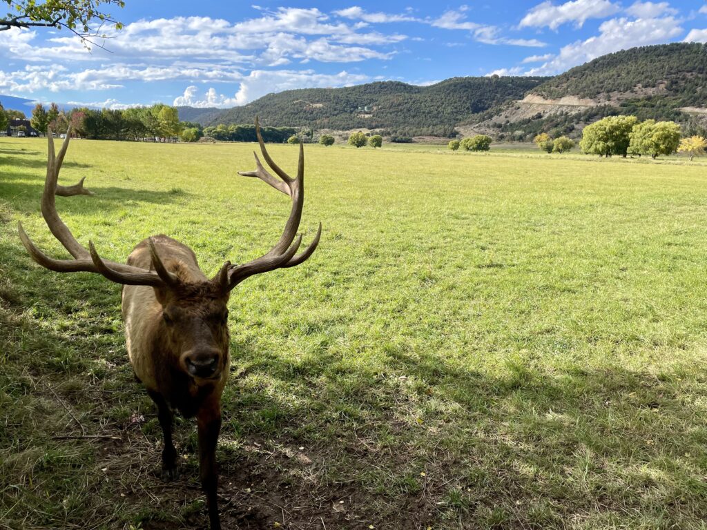 an elk we saw on Independence Pass