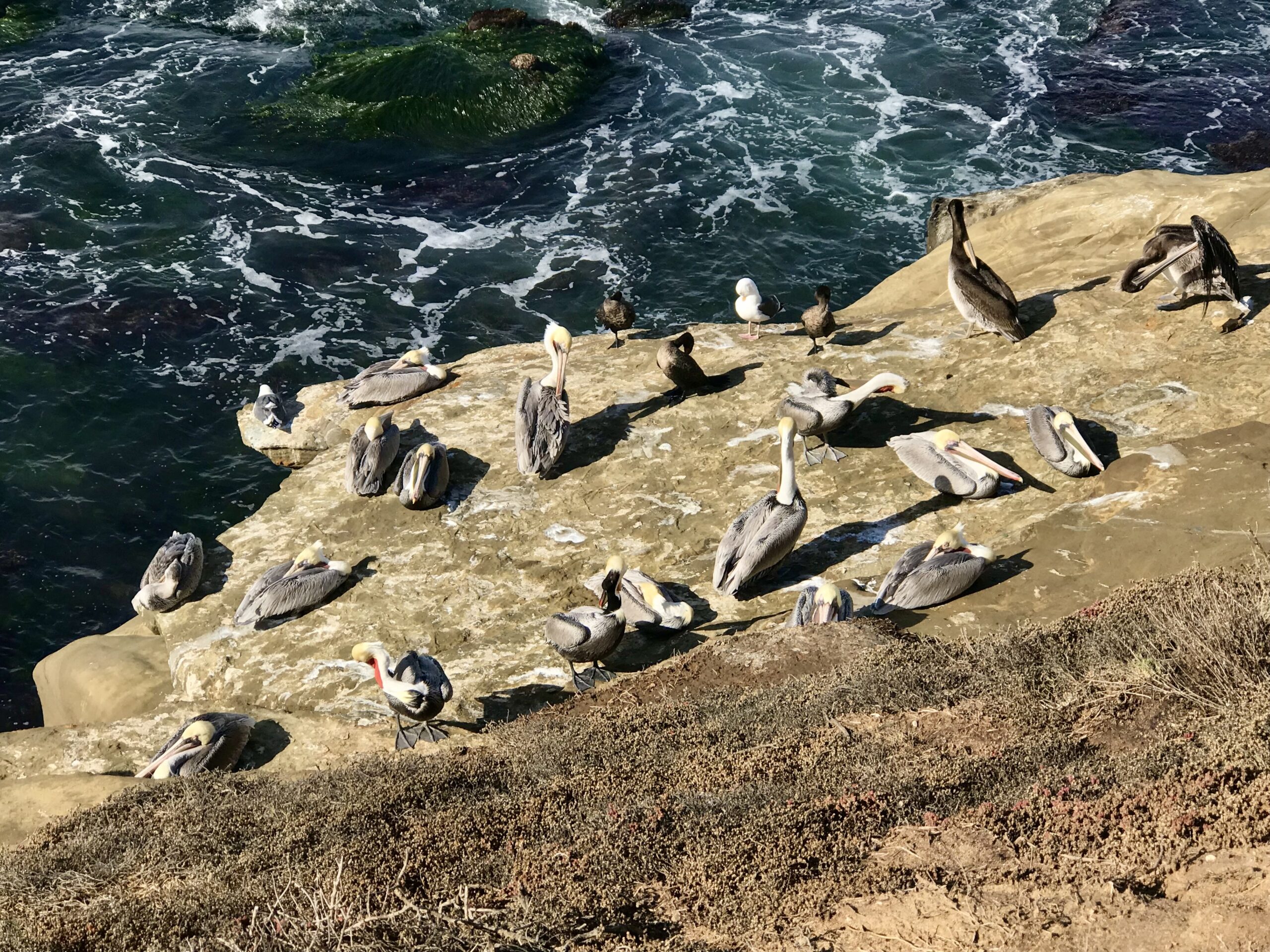 brown pelicans on Goldfish Point
