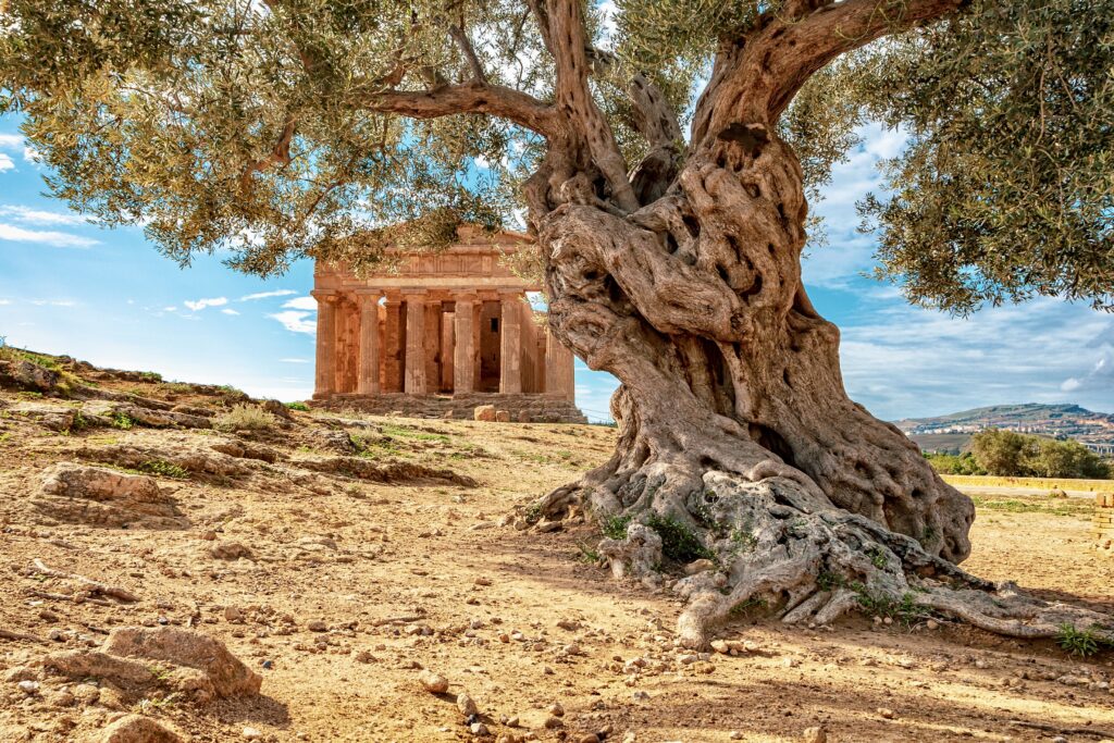 Temple of Concordia and an ancient olive tree 