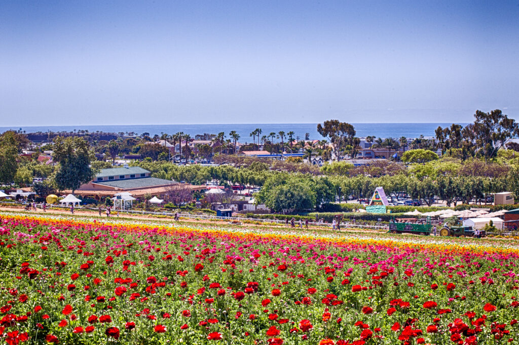 Carlsbad flower fields