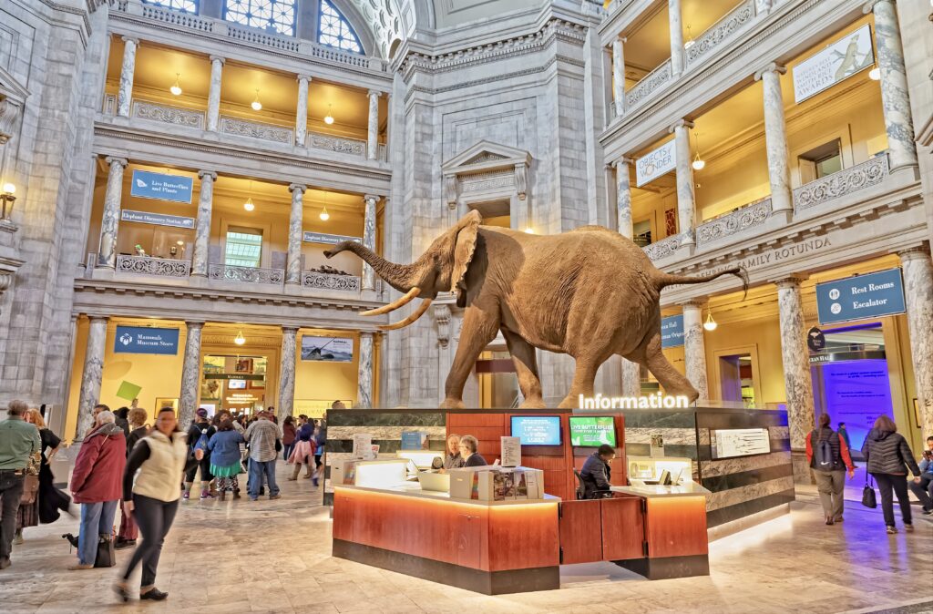 African bush elephant in the entrance to the Natural History Museum, one of the best museum in Washington DC