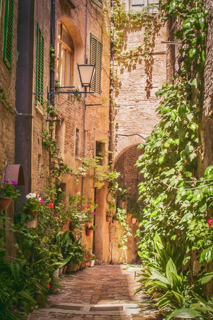 pretty lane with flowers