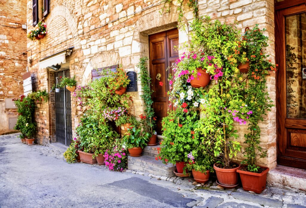 Flowers in Spello