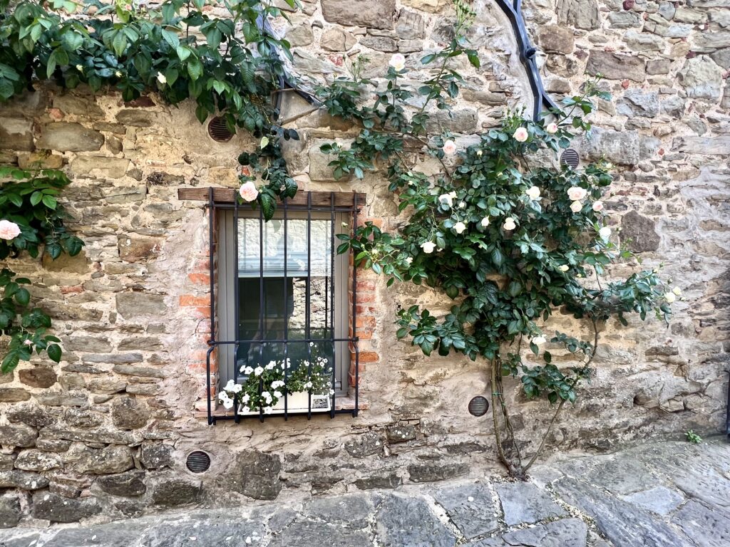 roses growing on stone building in Cortona