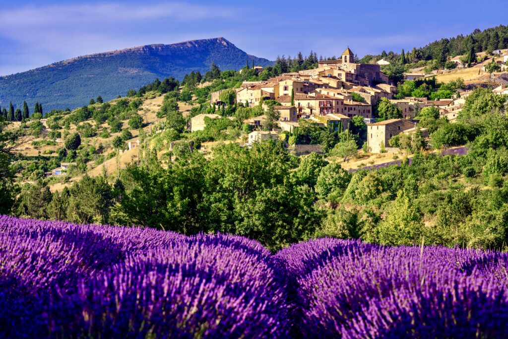 blooming lavender field in Sault