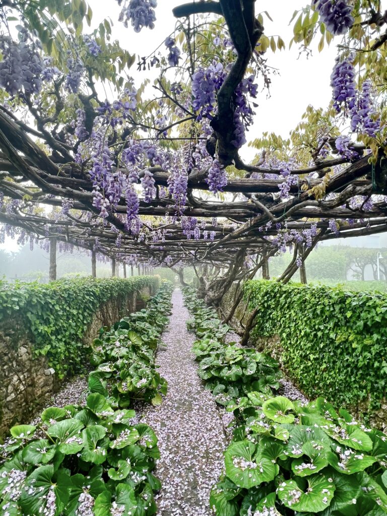 wisteria pergola on Via Matermania in Capri