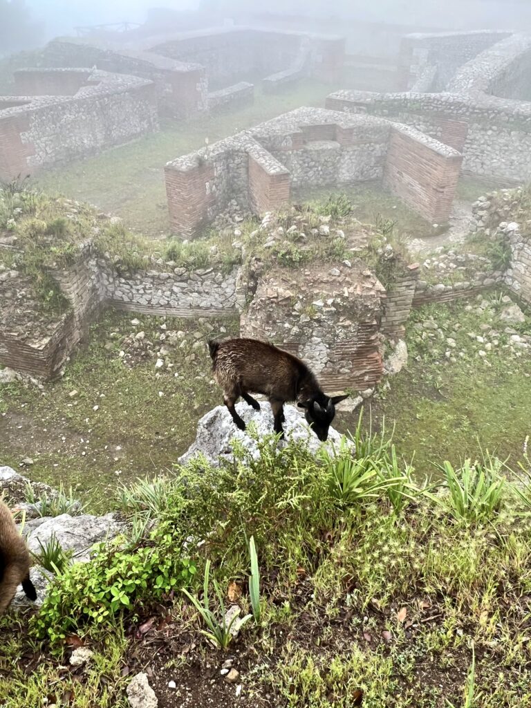 ruins of Villa Jovis with goat