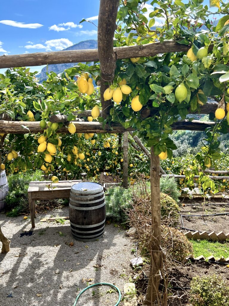 lemon trees near Ravello
