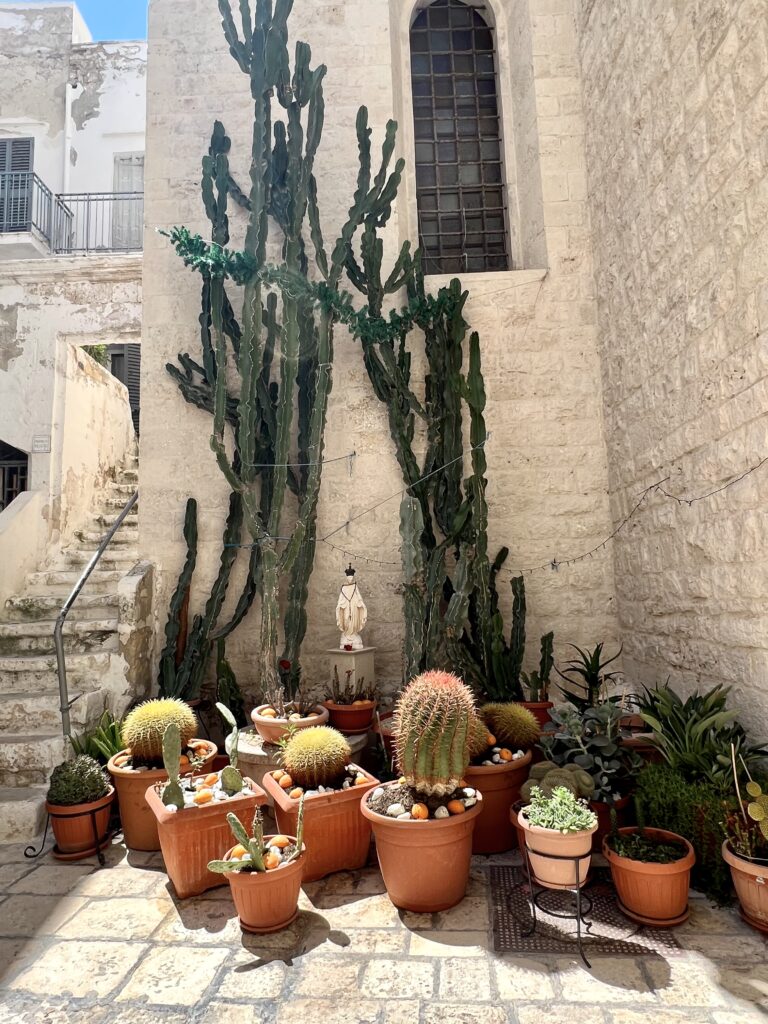 plants on a street in Polignano