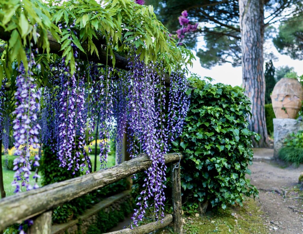 wisteria in Villa Cimbrone