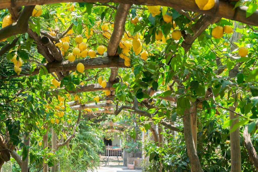 lemon garden in La Masseria farm outside Sorrento