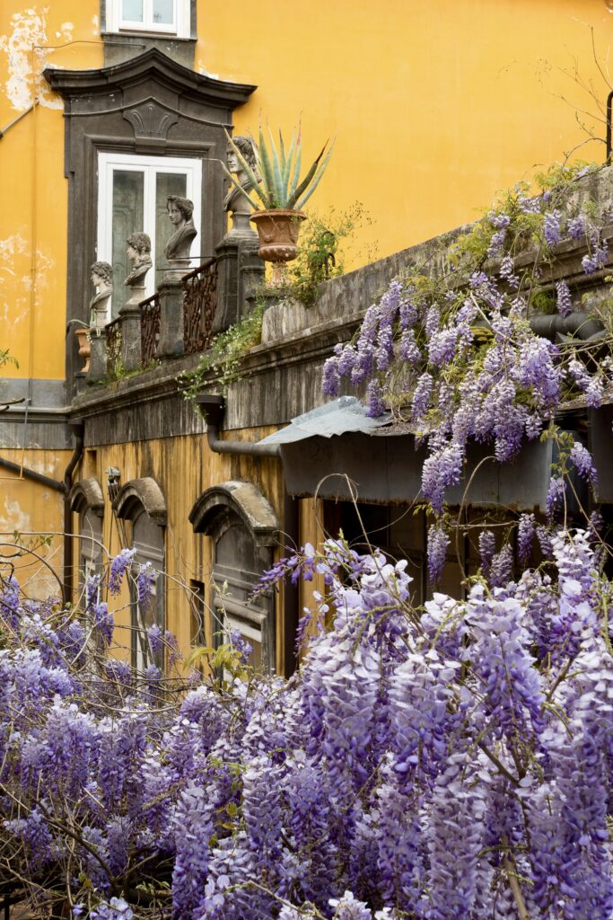wisteria in bloom in a courtyard in Scappanapoli