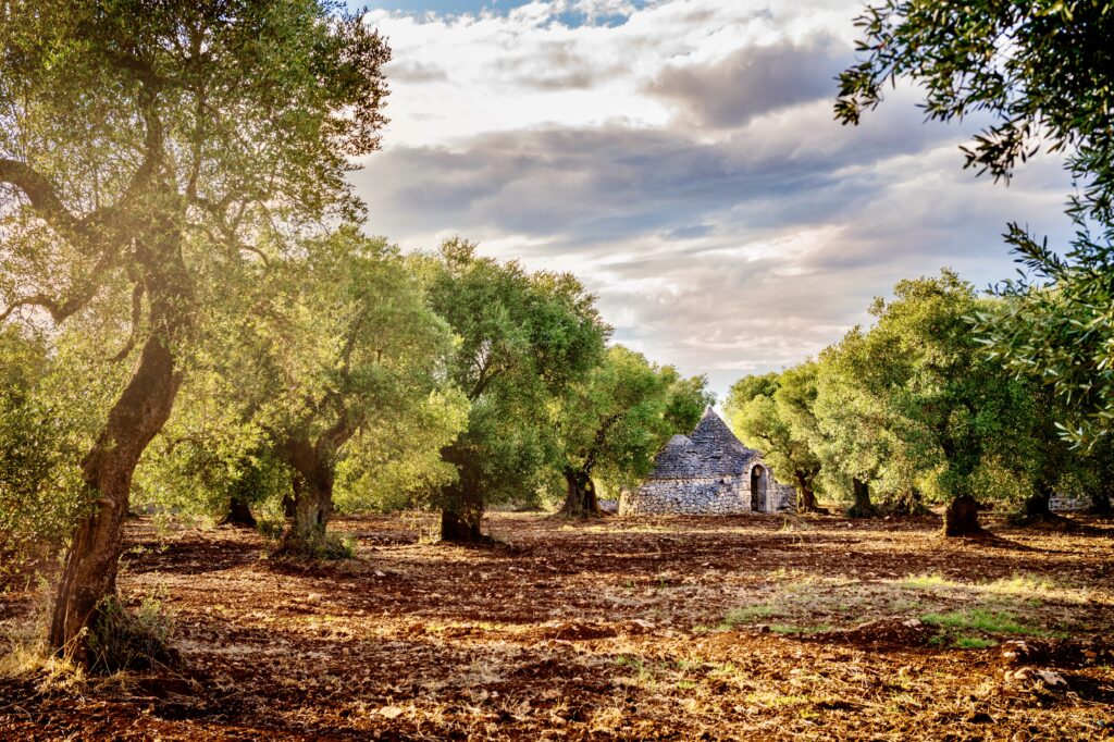 olive tree grove in Puglia