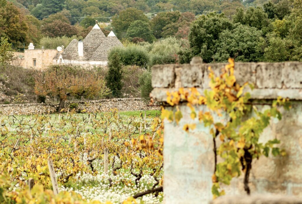 Puglia landscape with vineyard