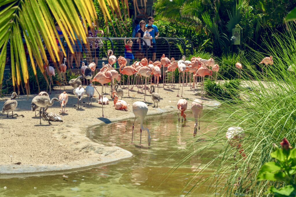 flamingos at the zoo