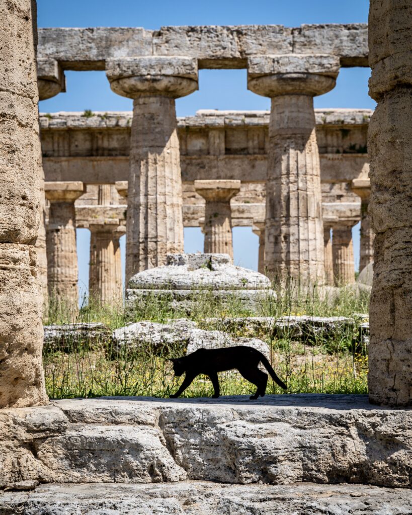 black cat in the temples
