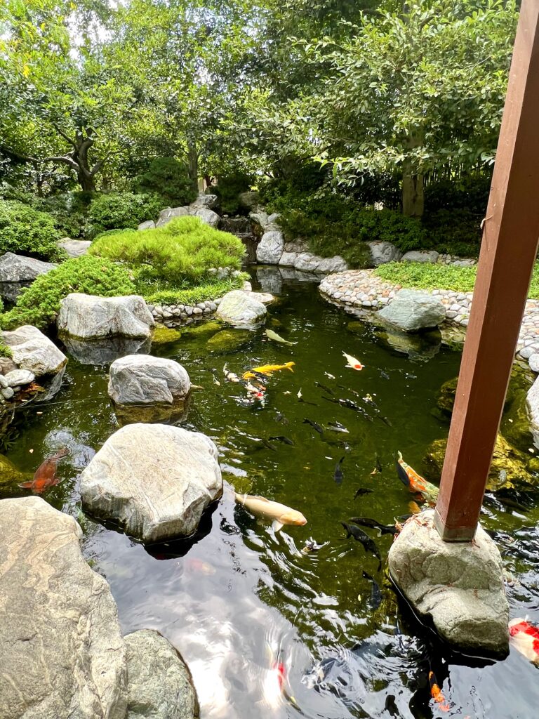 Koi Pond in the Japanese Garden