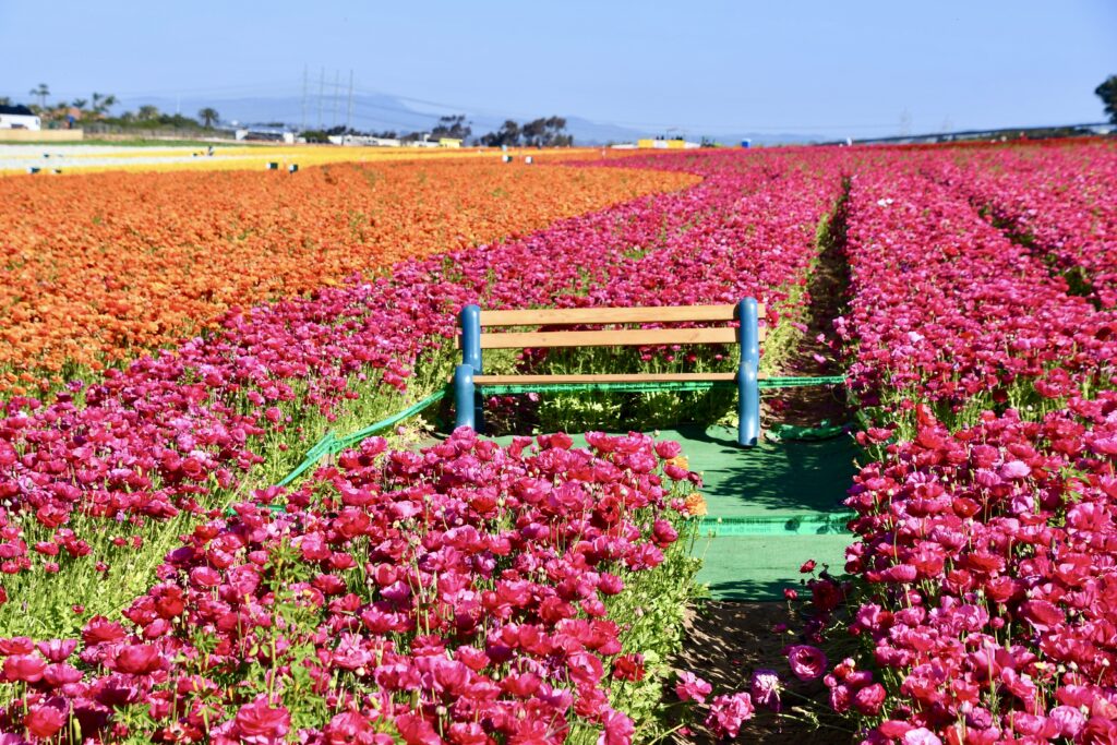 spring blooms at the Flower Fields