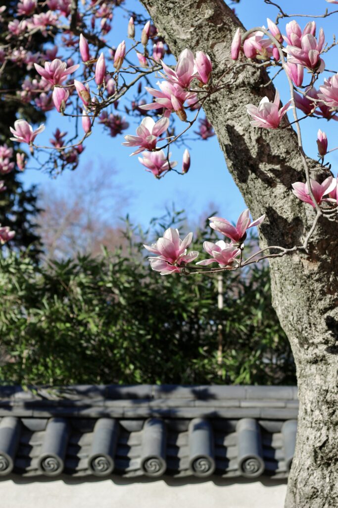 magnolia flowers at Shofuso Japanese House