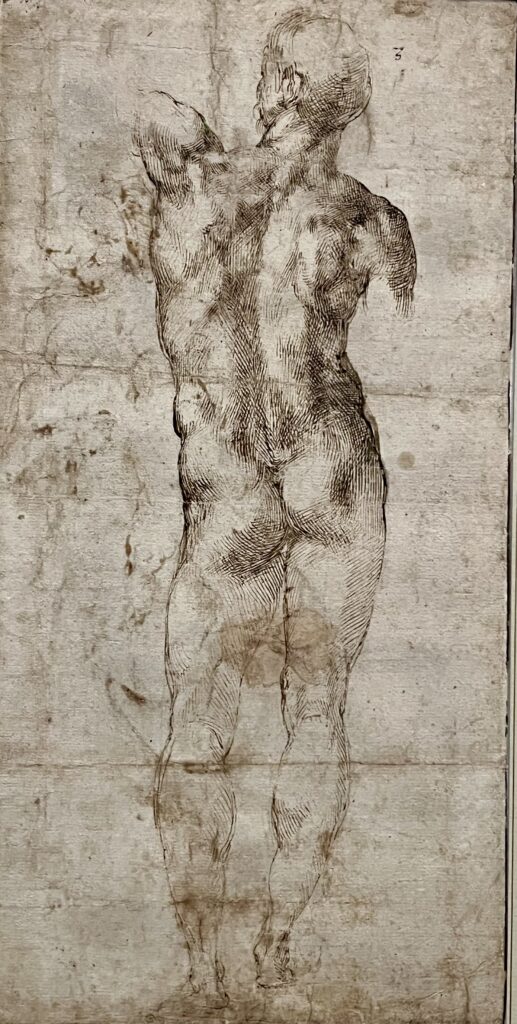 Michelangelo, Standing Male Nude Seen From the Rear, 1503