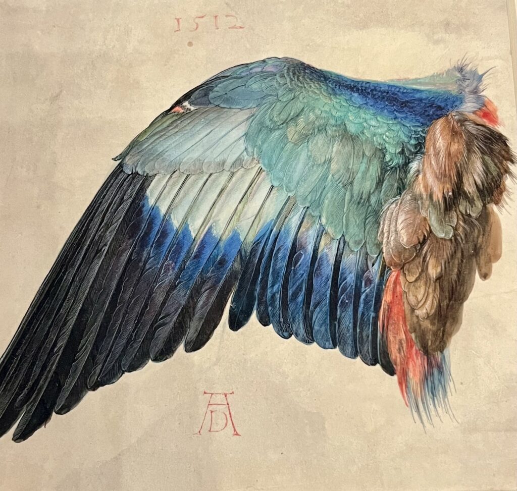 Durer, Wing of a Blue Roller, 1512