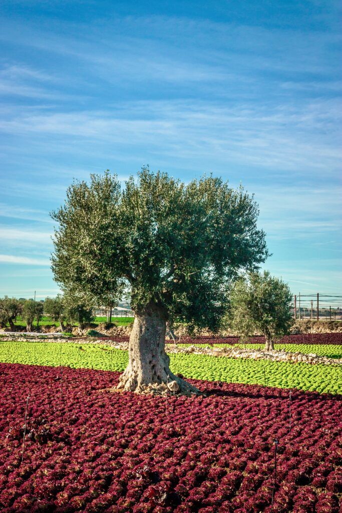 olive tree and flowers in landscape