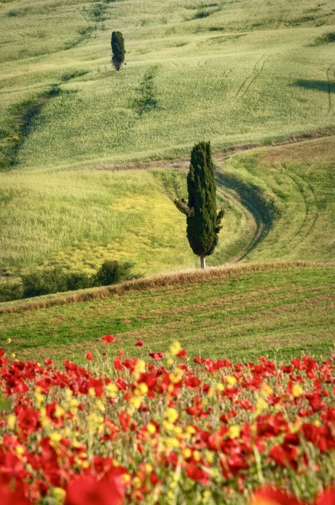 Tuscan landscape