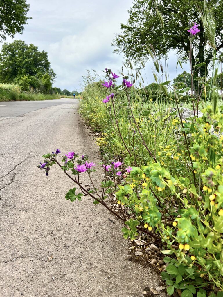 wildflowers