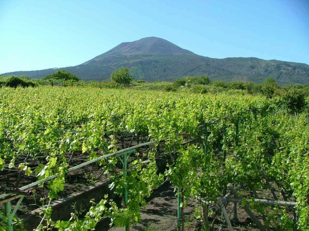 winery in Vesuvius