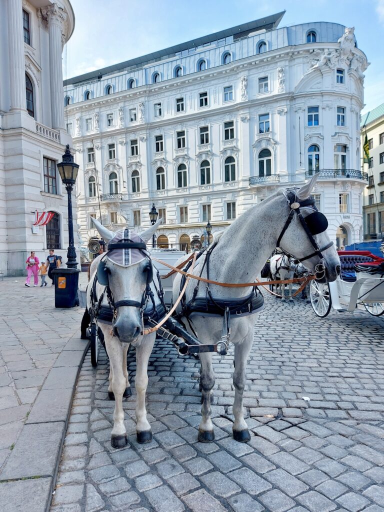 horse carriage on streets of Vienna