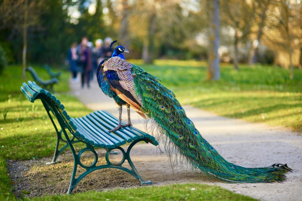 Peacock sitting on the bench in Bagatelle park of Bois de Boulogne