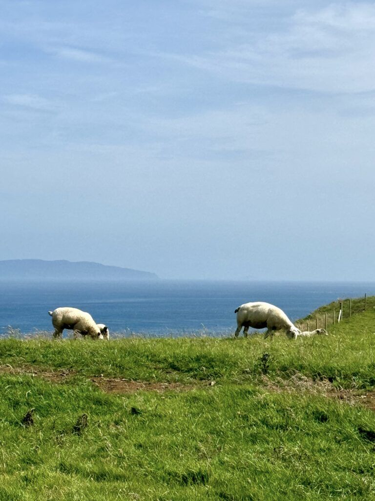 sheep on the cliffs at Portaneevey Viewpoint