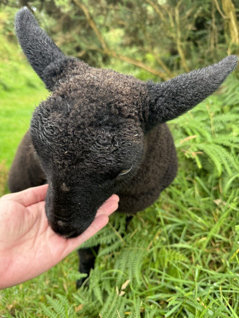 black colored baby sheep being fed