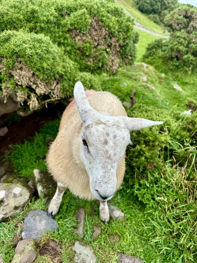 baby lamb