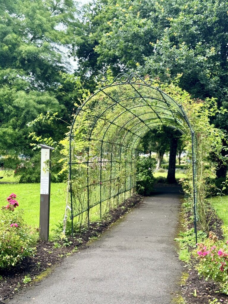 wisteria pergola in Adare Park