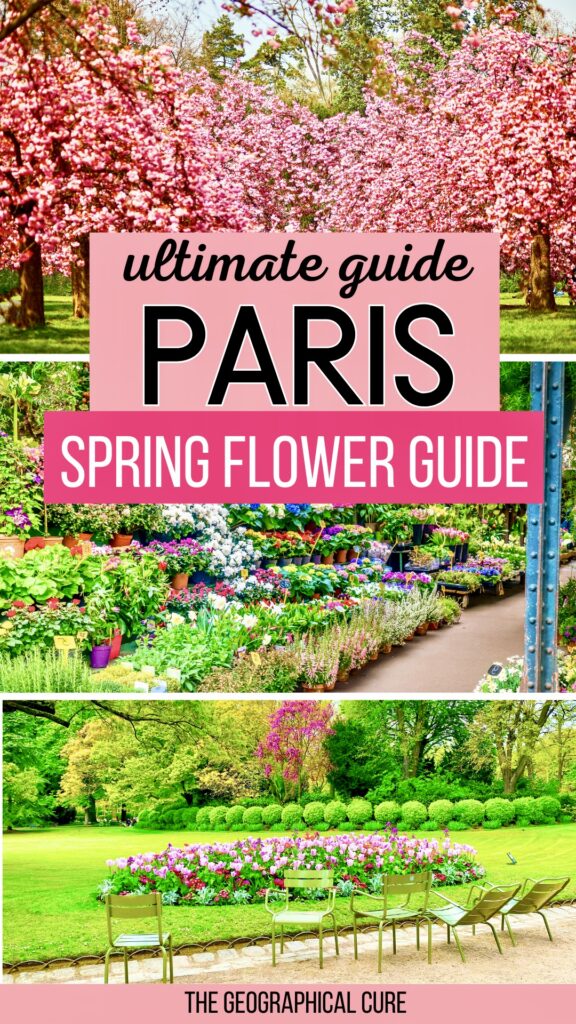 Pinterest pin graphic for spring flower guide to Paris