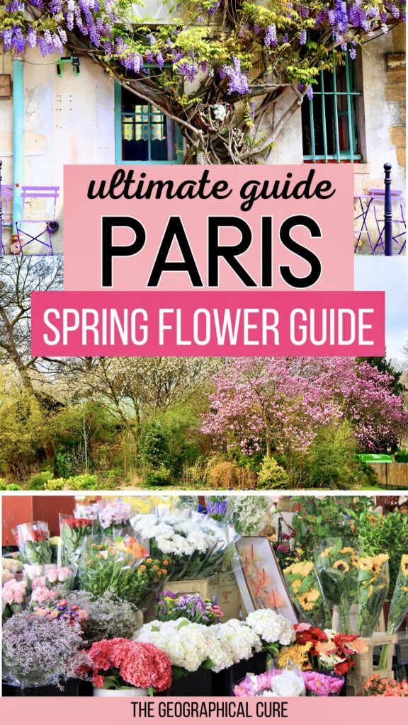 Pinterest pin graphic for blossoms in Paris in spring