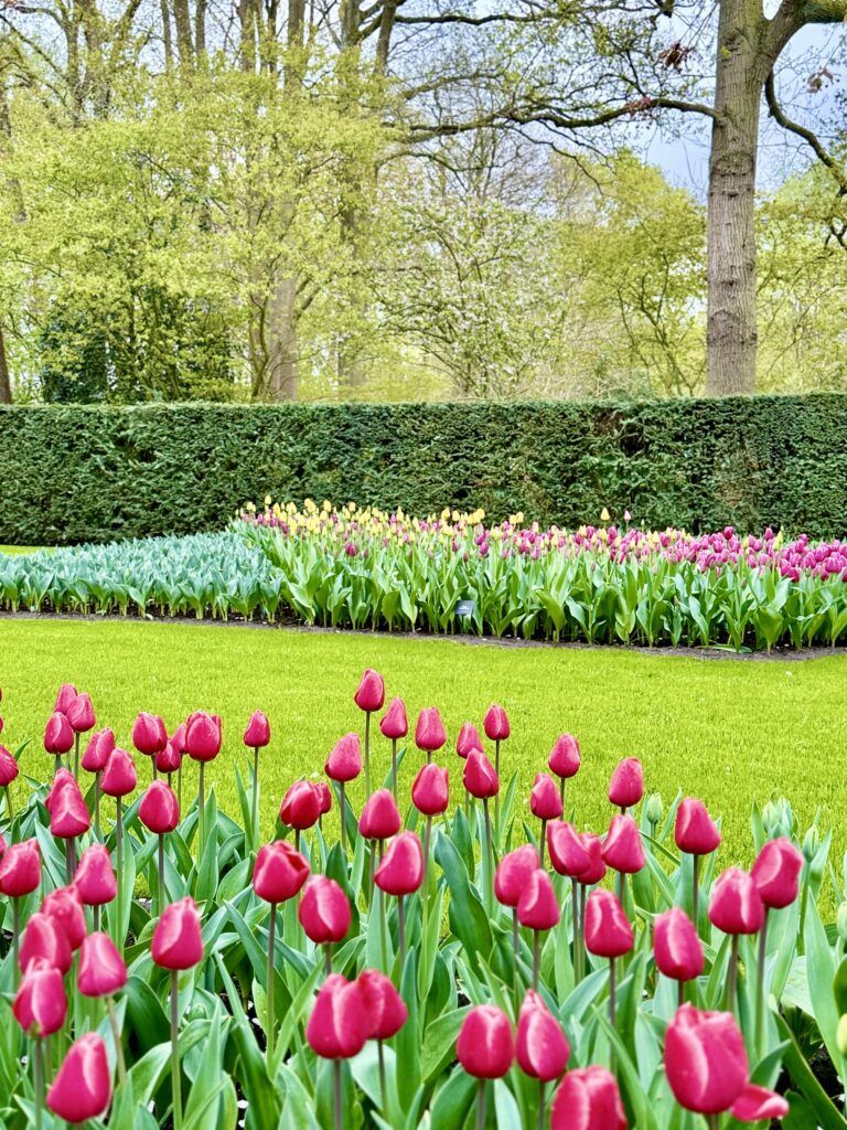 beds of pink and yellow tulips