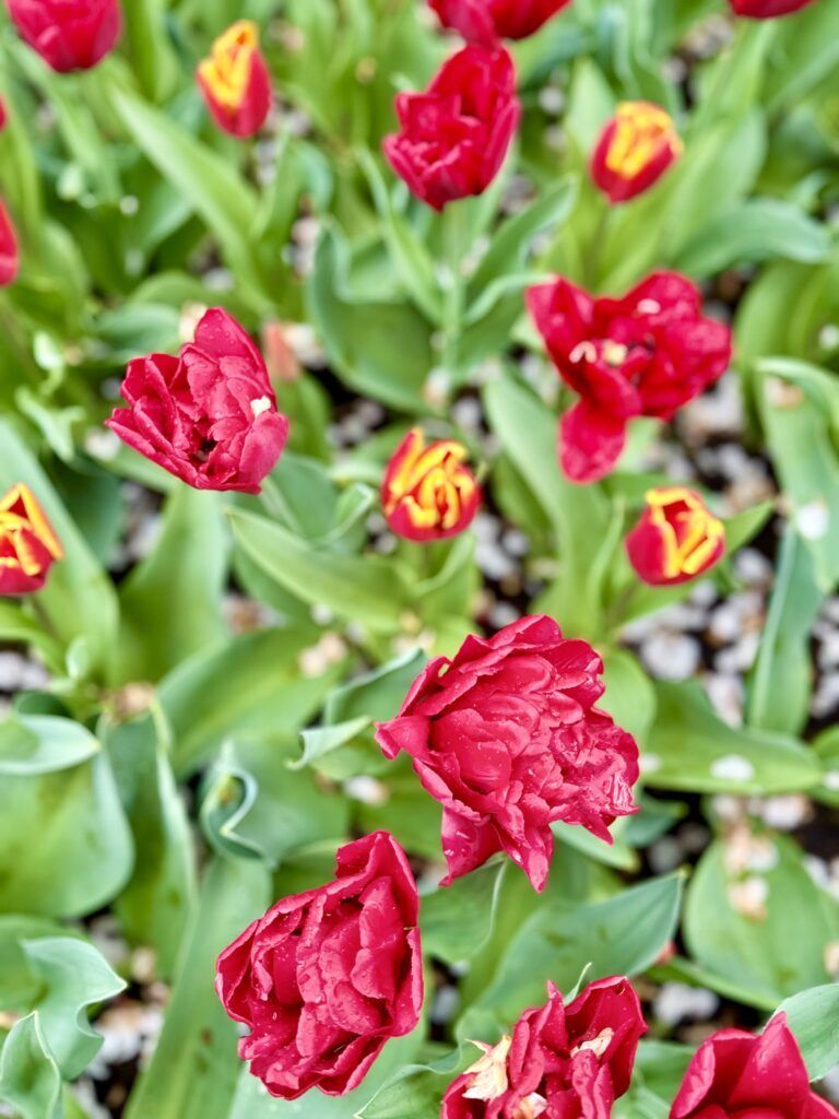 close up of red tulips