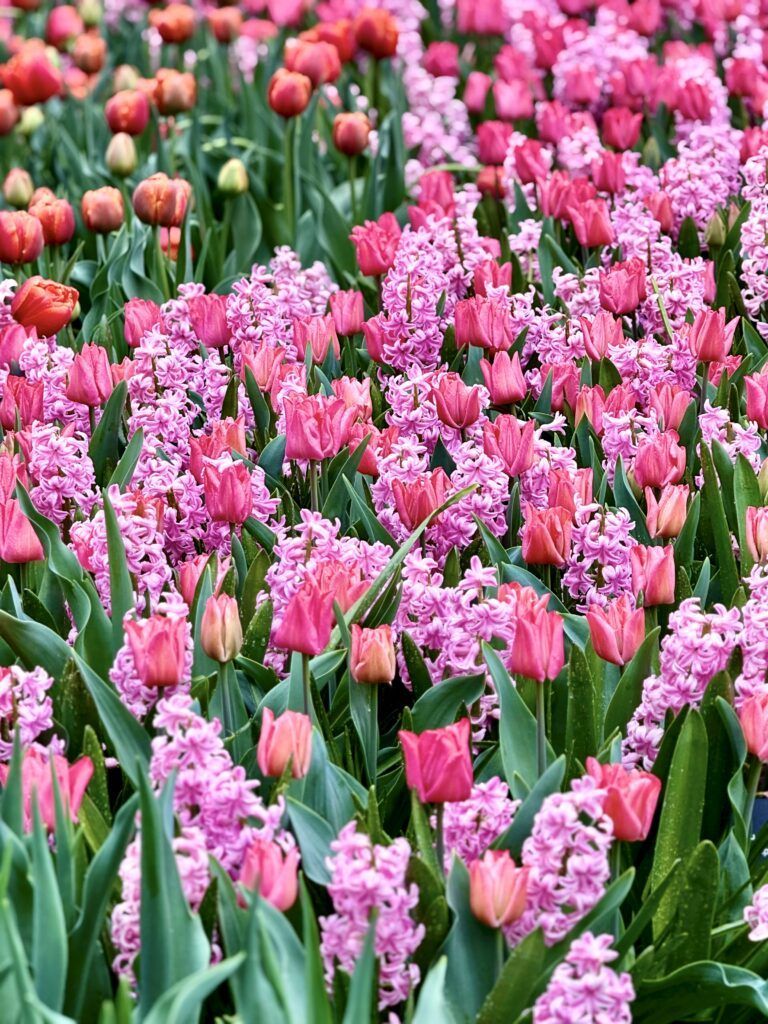pink tulips and pink hyacinths