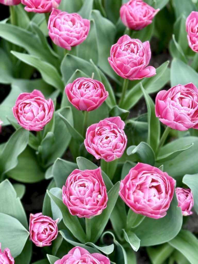pink tulips