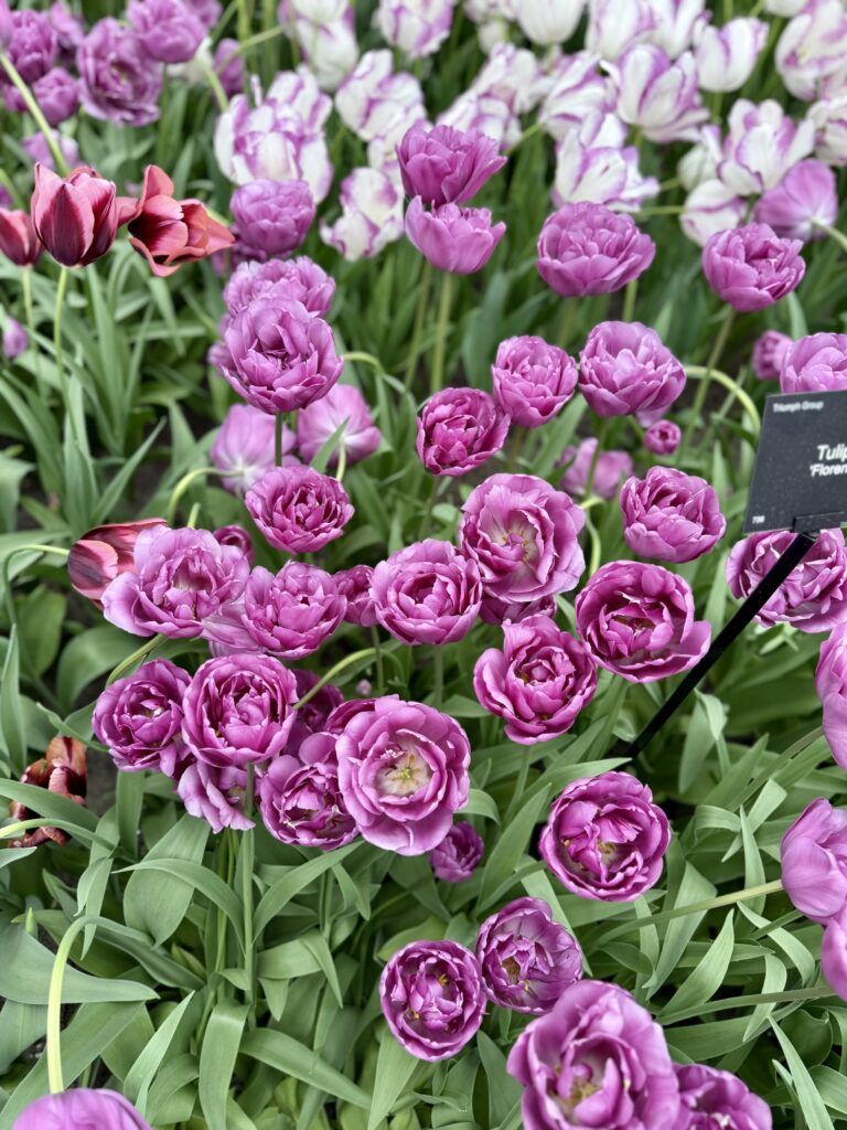 purple fringed tulips