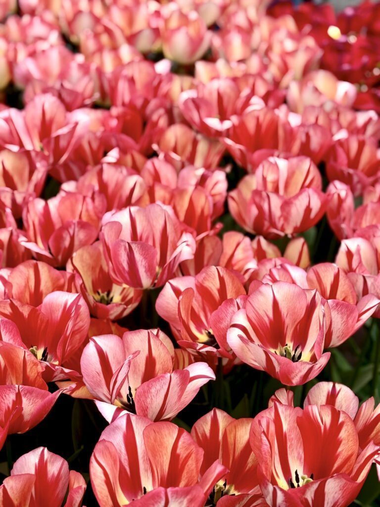 pink and red striped tulips